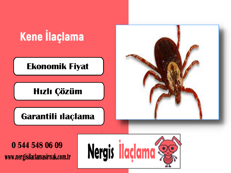 Kene İlaçlama