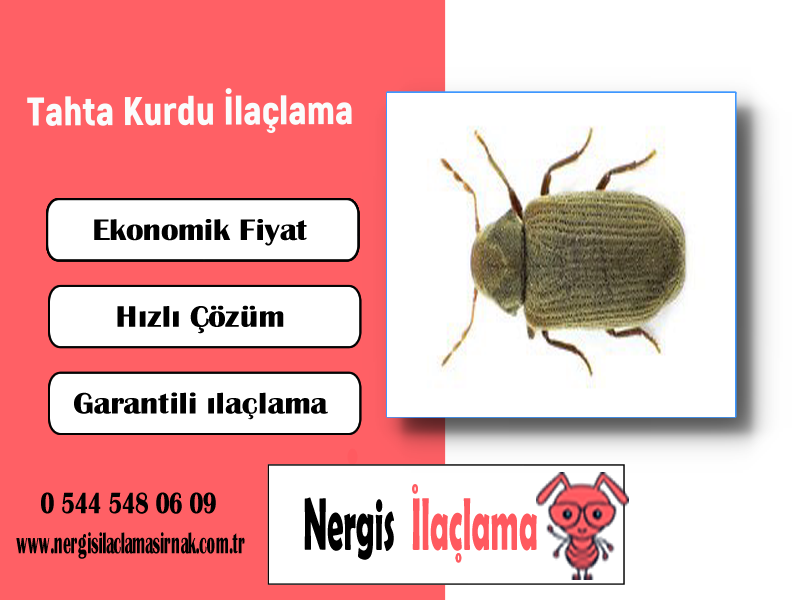 Tahta Kurdu İlaçlama