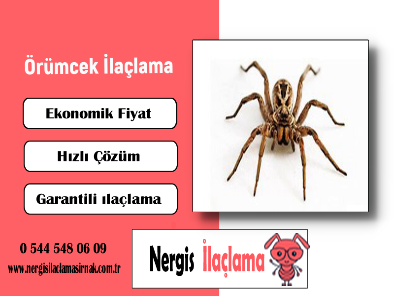 Örümcek İlaçlama